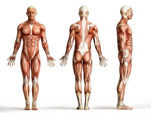 anatomy, muscles isolated on white